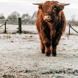 Schottischer Highlander von Romény Evers