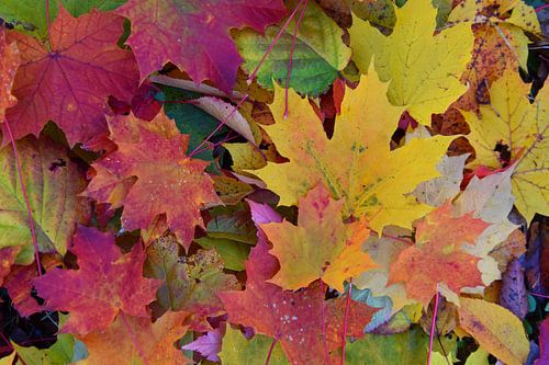 Herfstbladeren in de tuin
