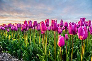 ondergaande zon boven de tulpenvelden 02 sur Arjen Schippers