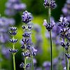 Lavendelduft by Ostsee Bilder