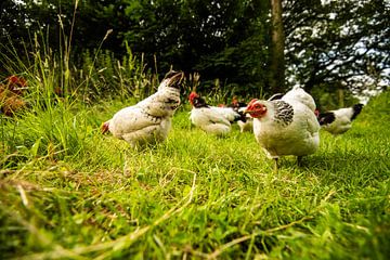 Kippen en Haan in de natuur van Roland de Zeeuw fotografie
