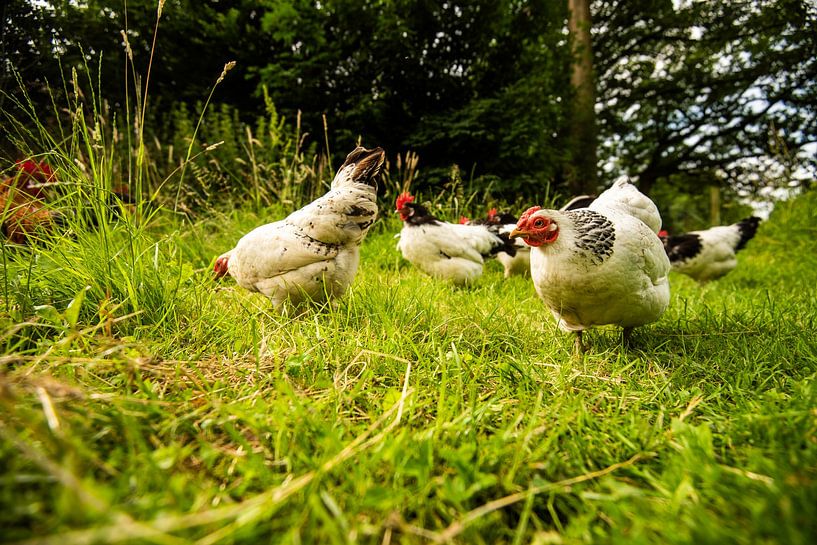 Poulets et coqs dans la nature par Roland de Zeeuw fotografie