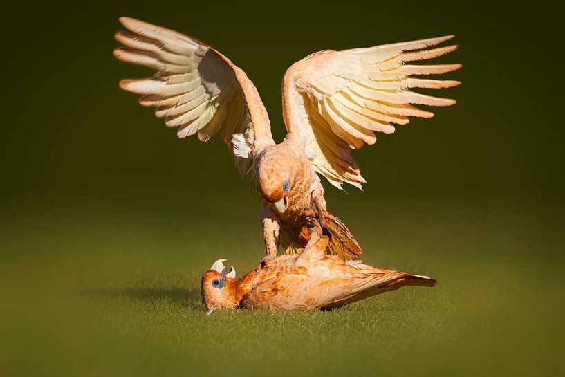 Twee vechtende Naaktoogkaketoes (Cacatua sanguinea) van Chris Stenger