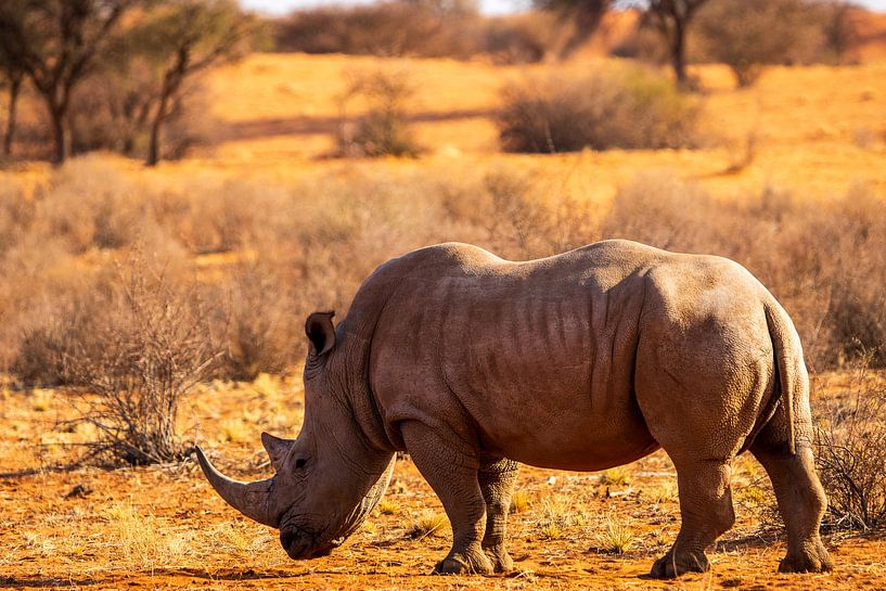 Majestic White Rhinoceros in Namibia by LisanneVerhoef