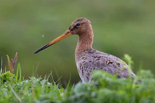 Portret van een grutto
