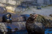 Sea lion posing