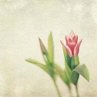 Tulpe
