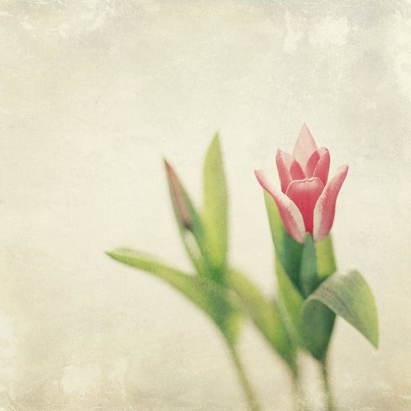 Tulip by Inge Berken