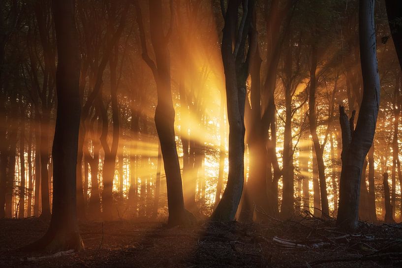 Best photo of the Speulderforest by Martin Podt