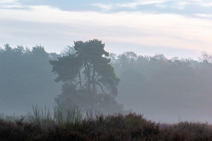 misty tree by Tania Perneel