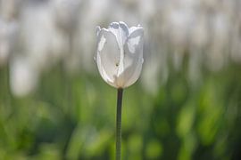 Tulipes
