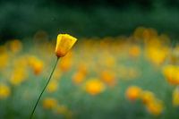 Champ de coquelicots orange après la pluie - Hortus Alkmaar