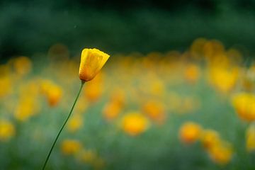 Veld met oranje klaprozen na de regen - Hortus Alkmaar van Marianne Eggink - Fotografie en digitale kunst