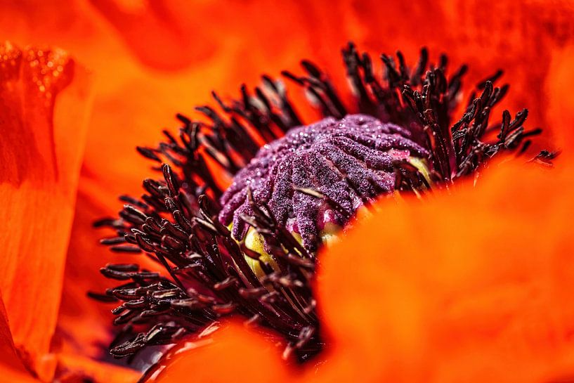 Poppy by Rob Boon