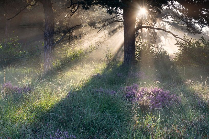belle matinée ensoleillée dans la forêt brumeuse en été par Olha Rohulya