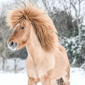 IJslander hoofd van Vera van Praag Sigaar