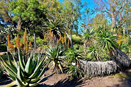 Breathtaking cactus plants in Palermo's botanical garden