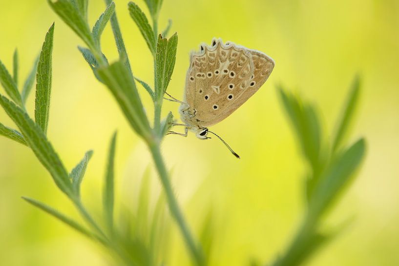 Blau gezähnt von Elles Rijsdijk