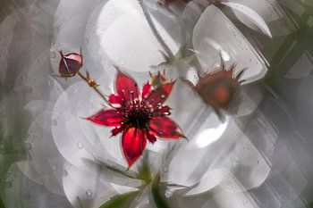 Water strawberry with a reflection on the water