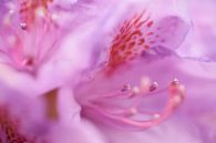 Abstrakte Nahaufnahme einer rosa Rhododendronblüte von Cor de Hamer Miniaturansicht