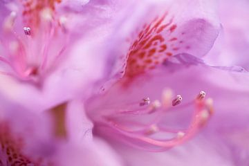 Abstract close-up of pink rhododendron flower by Cor de Hamer