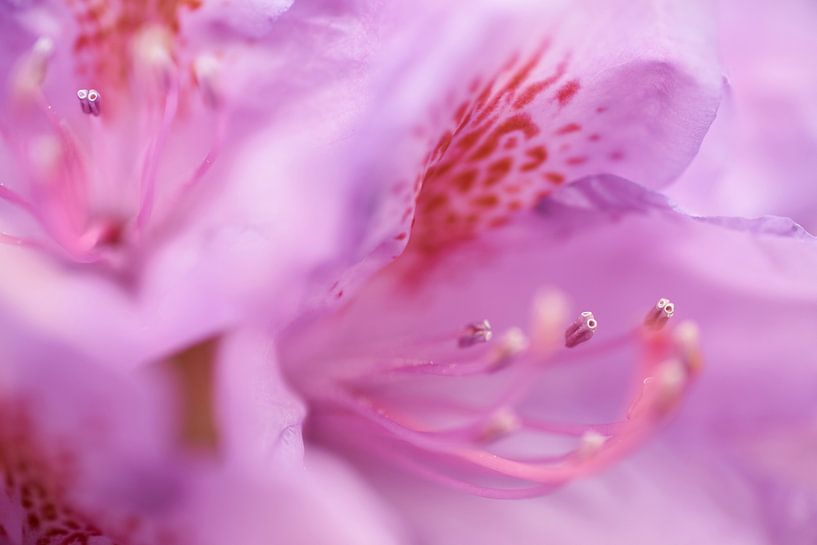 Abstrakte Nahaufnahme einer rosa Rhododendronblüte von Cor de Hamer