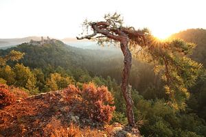 Am Haferfels im Pfälzer Wald bei Dahn