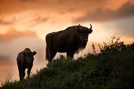 Bison (Europäischer Bison) in der Kraansvlak im Nationalpark Süd-Kennemerland von Jeroen Stel