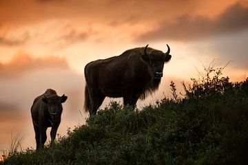 Bison (European Bison) in the Kraansvlak in National Park South-Kennemerland by Jeroen Stel