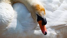 Schwan von Truckpowerr