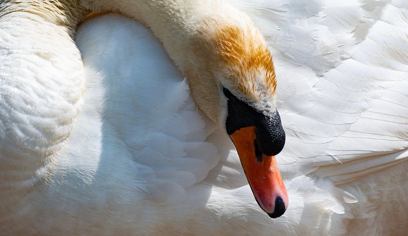 Swan by Truckpowerr