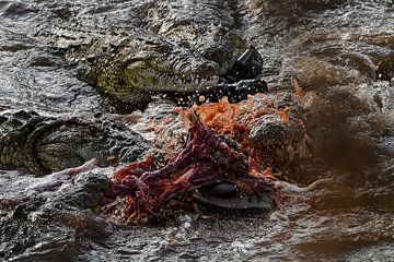 Crocodiles in feeding frenzy by Robert Styppa
