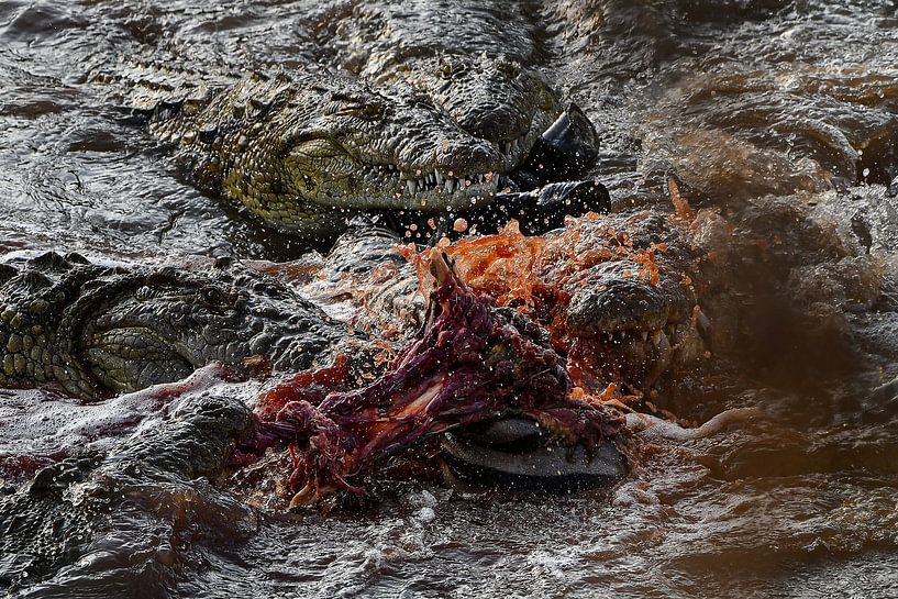 Les crocodiles en pleine frénésie alimentaire par Robert Styppa