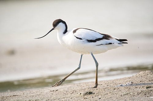 Grèbe castagneux en mouvement