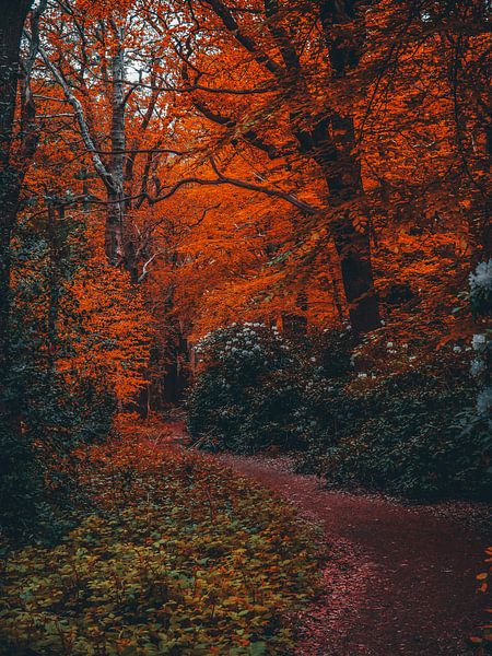 Herbst 3 von snippefotografie