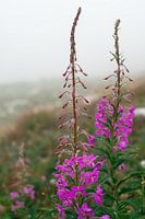 Fleurs violettes dans la rosée du matin - Italie - Dolomites