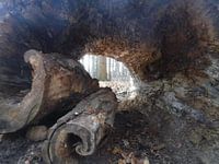 Tronc creux