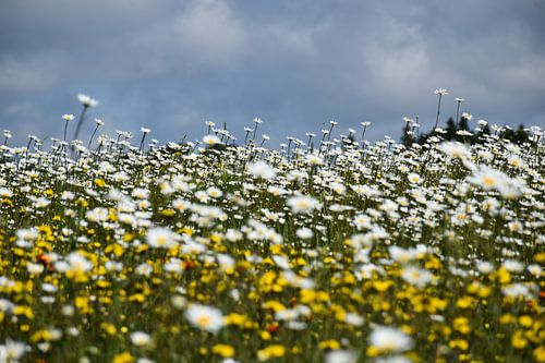 Een madeliefjeveld onder een bewolkte hemel