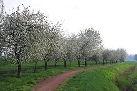 Flowering apple trees
