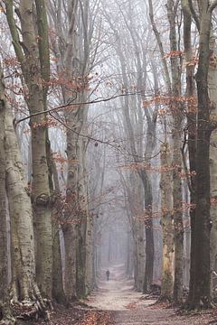 Matin brumeux dans la forêt sur l'Amerongseberg ! sur Peter Haastrecht, van