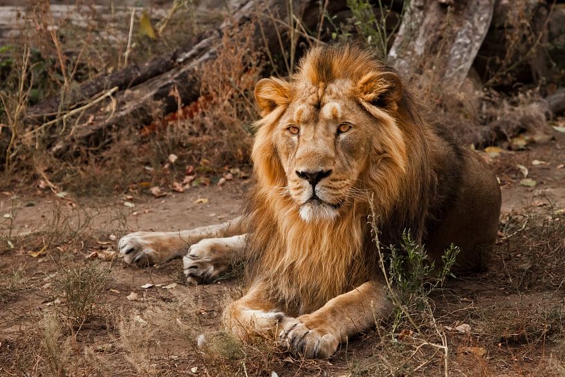 A powerful male lion with a beautiful mane impressively lies against the background of bushes. by Michael Semenov