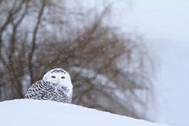 Harfang sur mon Toit by Renald Bourque