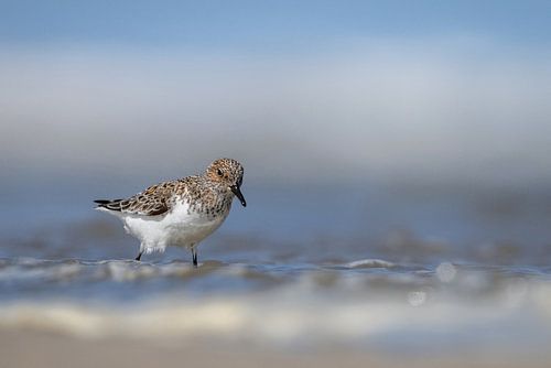 Drieteenstrandloper in de branding