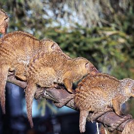 Mongoose Funny animals by Jolanta Mayerberg