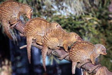 Mongoose Funny animals sur Jolanta Mayerberg