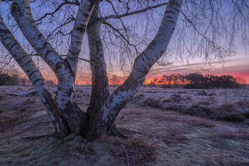 Zonsopkomst op de heide
