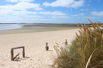 Dune grass in the elbow on Sylt