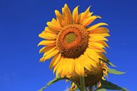 The Sunflower van Cornelis (Cees) Cornelissen thumbnail