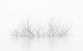 Verzweigt sich im Wasser im Nebel von Michel Knikker