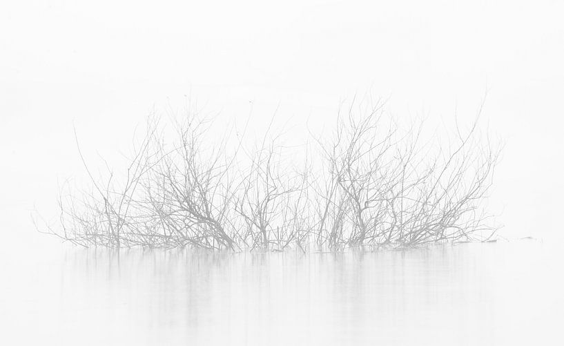 takken in het water by Michel Knikker